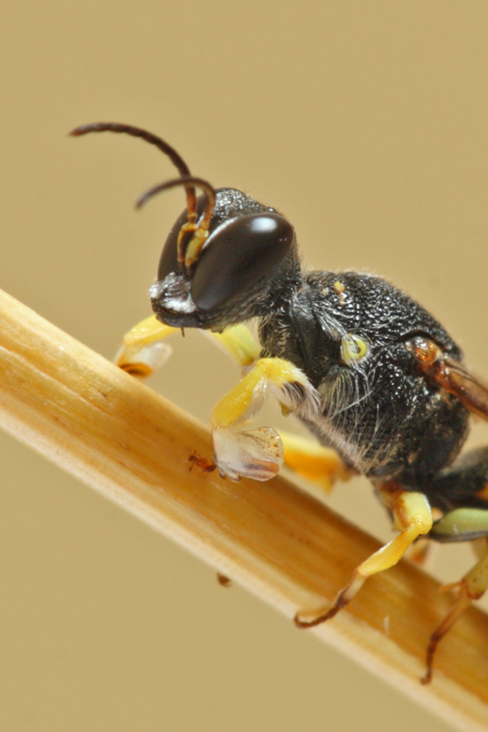 maschio di Lestica clypeata (Crabronidae)